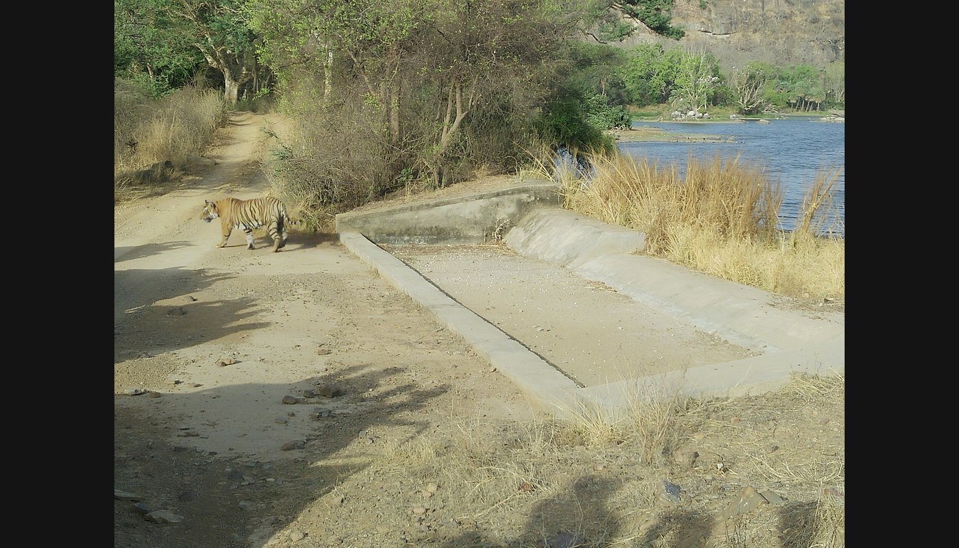 Ranthambore Tiger Safari Guide: Zones, Fort and Best Season