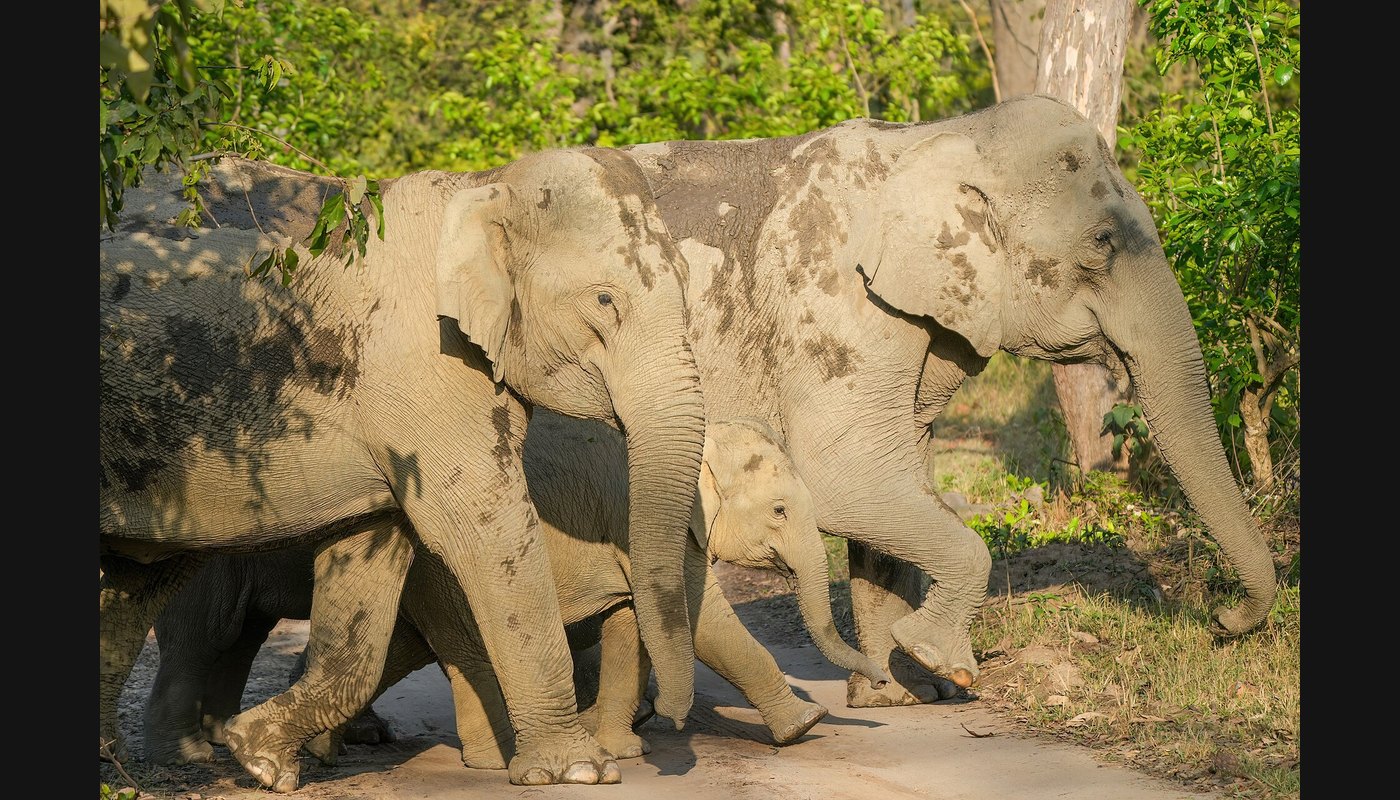 Jim Corbett National Park Safari: Dhikala, Bijrani and Kosi River