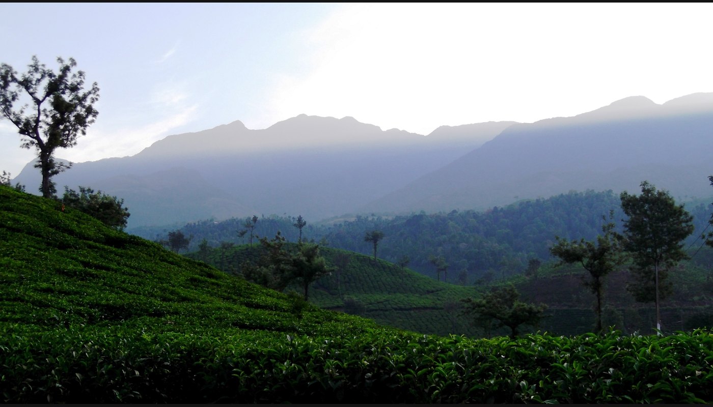 Wayanad Green Escape: Edakkal Caves, Wildlife and Plantations