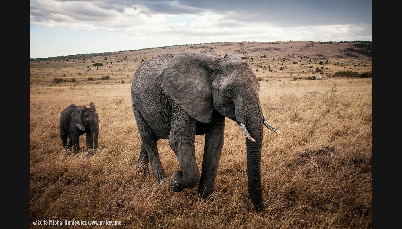 Kenya Safari Guide: Masai Mara, Nairobi and Great Migration Season