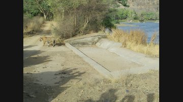 Ranthambore Tiger Safari Guide: Zones, Fort and Best Season