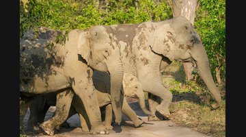 Jim Corbett National Park Safari: Dhikala, Bijrani and Kosi River