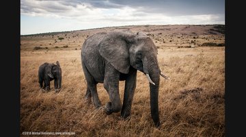 Kenya Safari Guide: Masai Mara, Nairobi and Great Migration Season