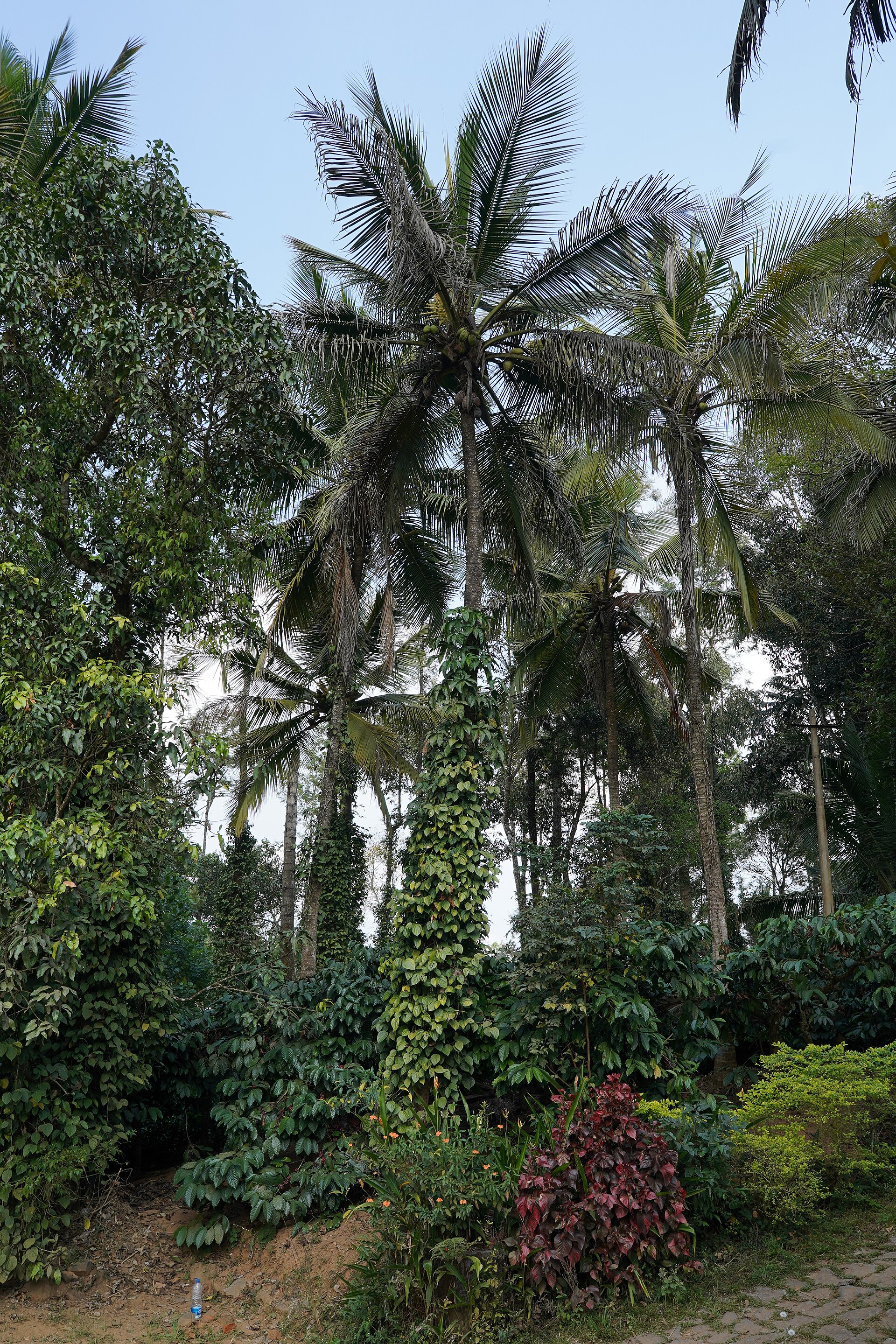 Coorg Coffee Hills Getaway - 3N/4D